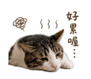 856320034