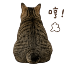 856326911