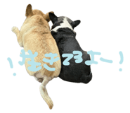 856327780