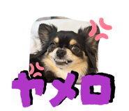 856332202