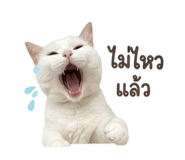 856333547