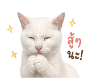 856333551