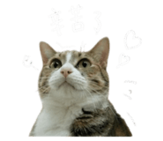 856338214
