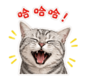 856342501