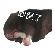 856344947