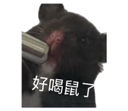 856344955
