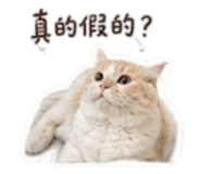 856354066