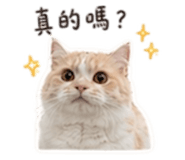 856354068