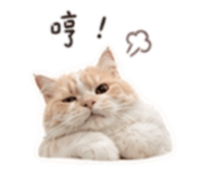 856354086