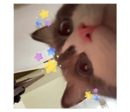 856356540