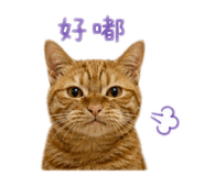856361870