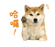 856362265