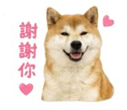 856362266