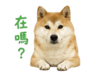 856362269