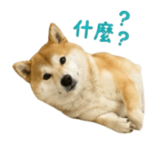 856362272