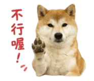 856362278