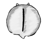 856362707