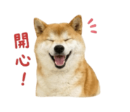 856363036