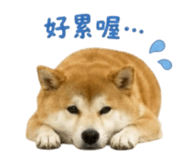 856363038