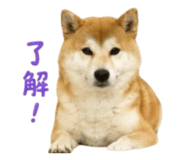 856363039