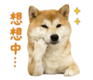 856363041