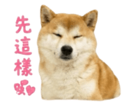 856363042