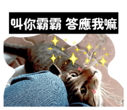 856365114