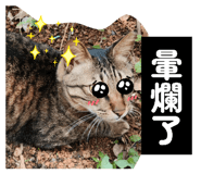 856365130