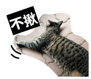 856365136