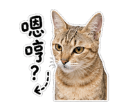 856366207