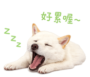 856366930
