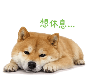 856366931