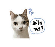 856368800