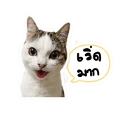 856368803
