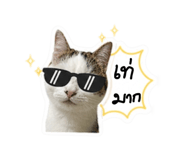 856368804