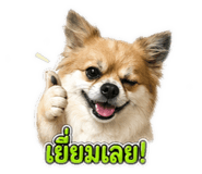 856370095
