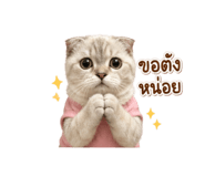 856370216