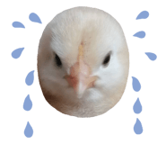 856370405