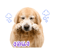 856370620