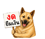 856380081