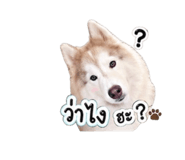 856383113
