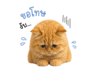 856383837