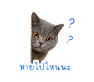 856413681