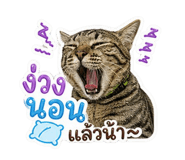 856416604