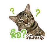 856416606