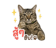 856416610
