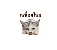 856422868
