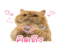 856423066