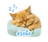 856423252