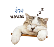 856426805